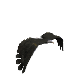 Aguila deviniendo