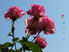 Rosas