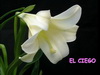 El ciego mey